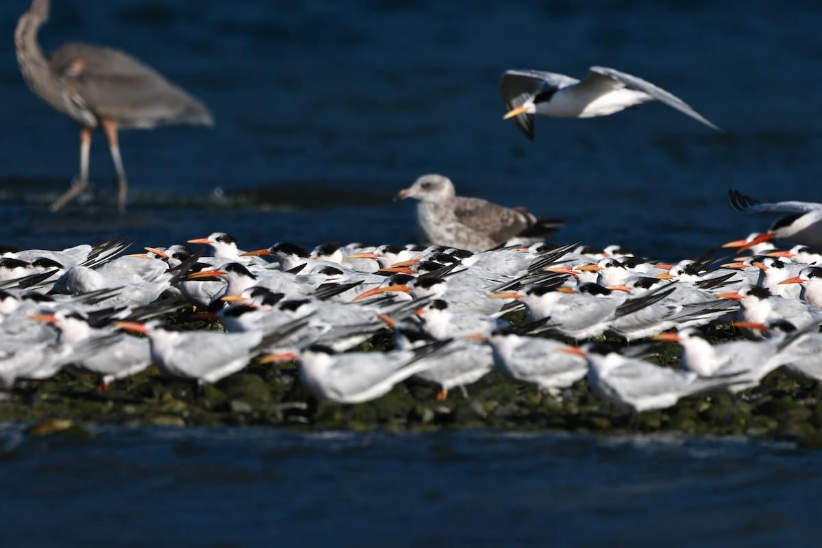 Elegant Tern - ML642483147