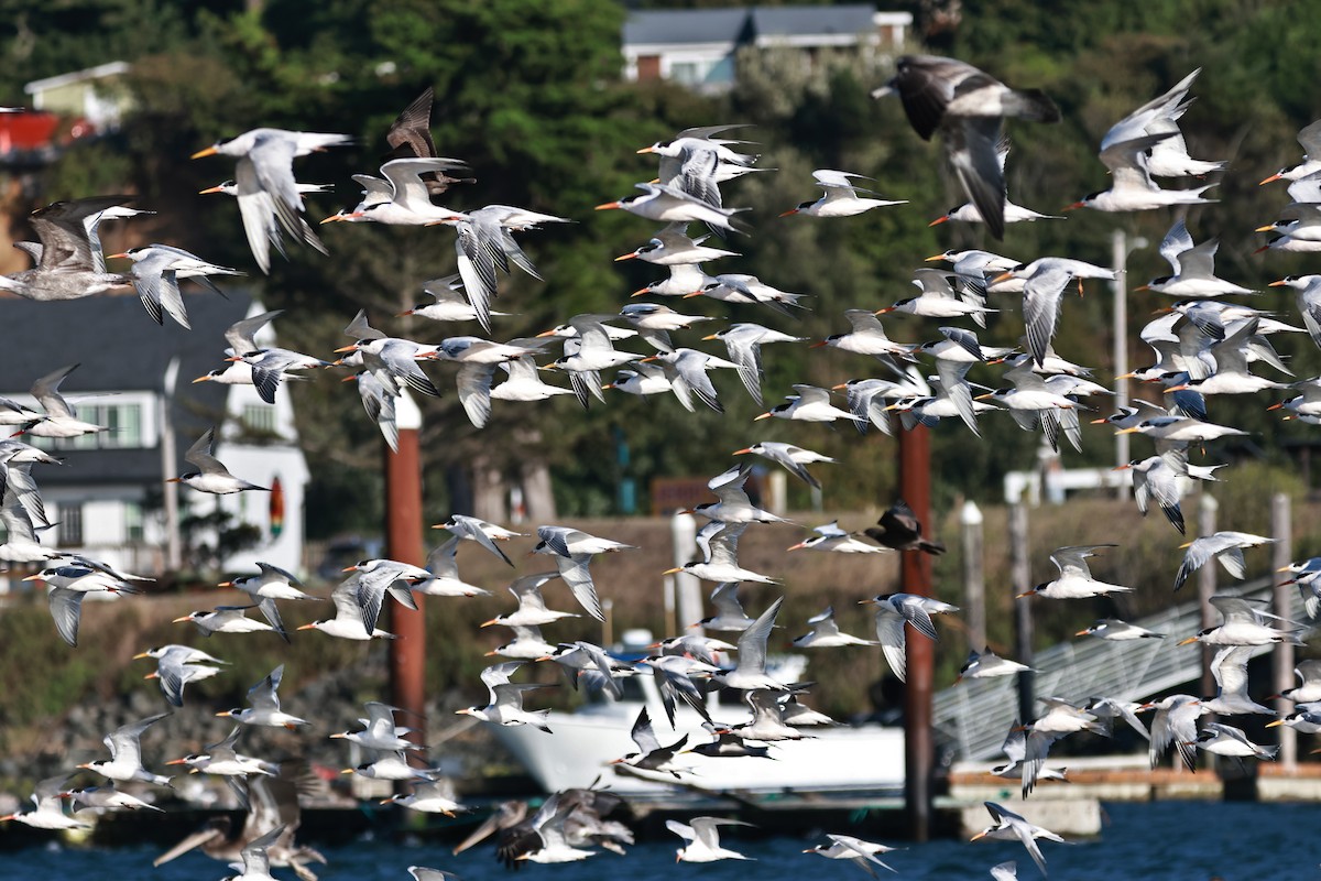 Elegant Tern - ML642483148