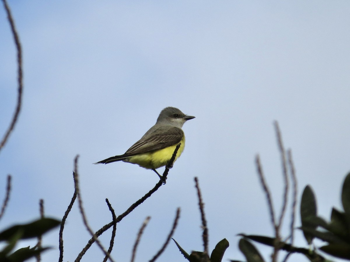 Western Kingbird - ML642483170