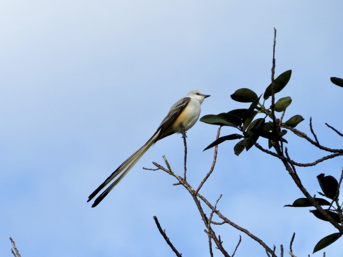 Scissor-tailed Flycatcher - ML642483191