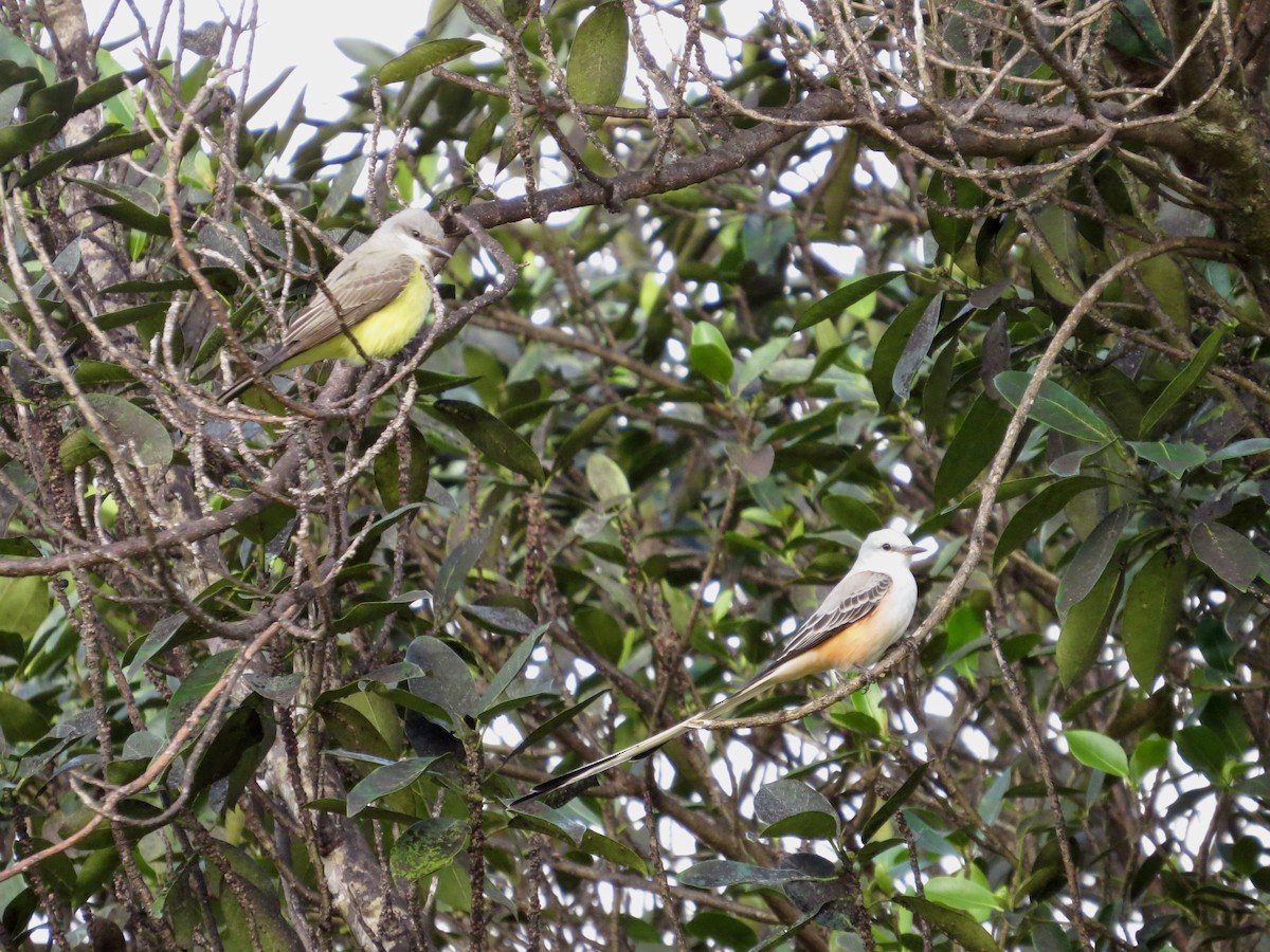 Scissor-tailed Flycatcher - ML642483192