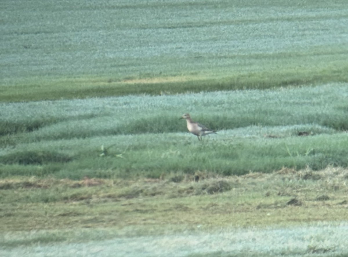 Buff-breasted Sandpiper - ML642483204