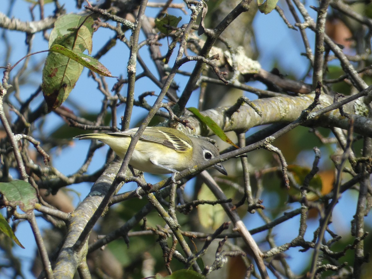 Blue-headed Vireo - ML642483207