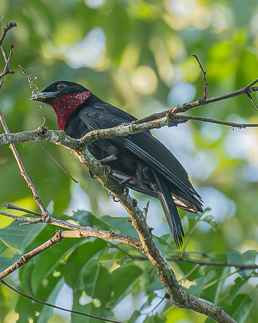 Purple-throated Fruitcrow - ML642483244