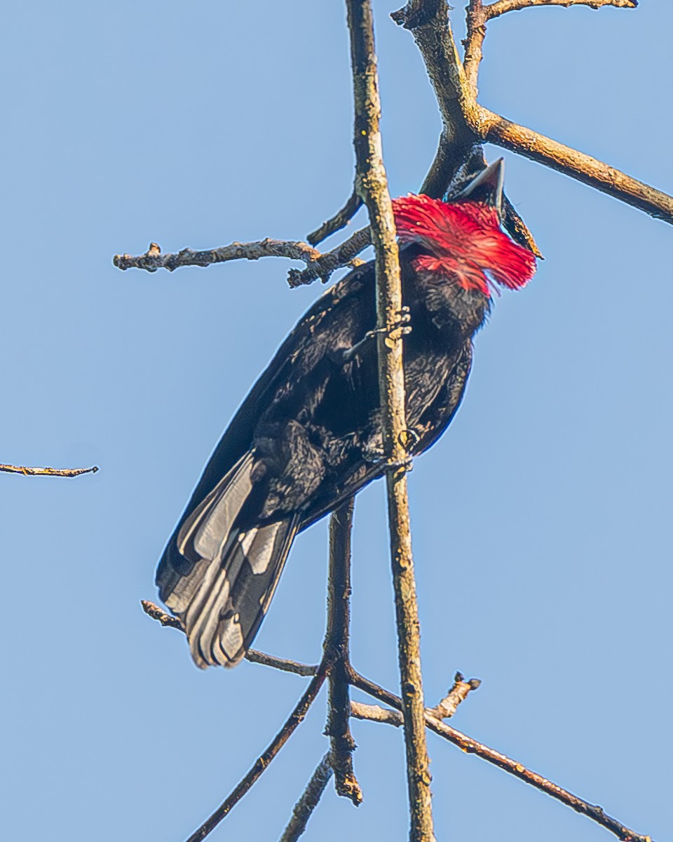 Purple-throated Fruitcrow - ML642483245