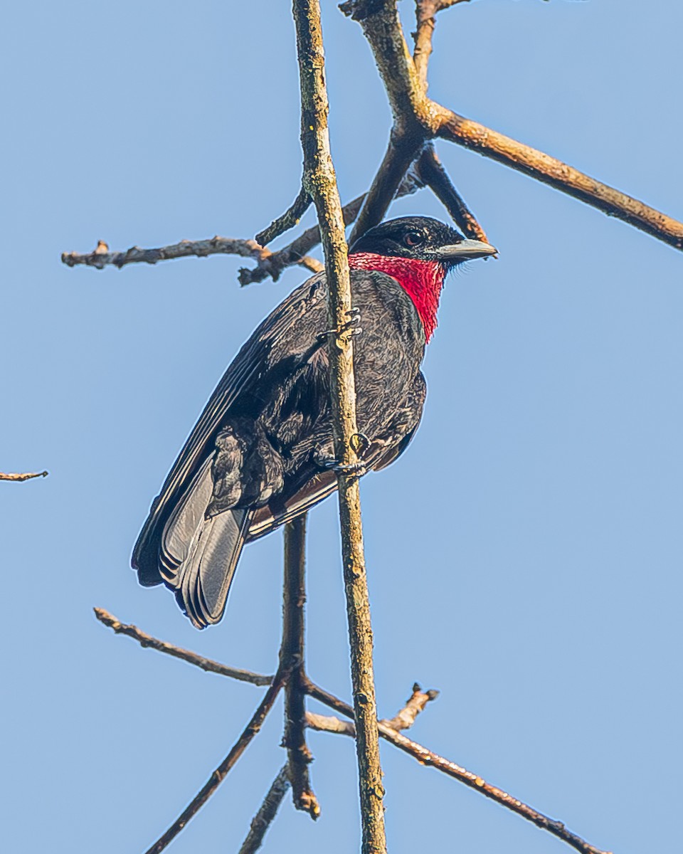 Purple-throated Fruitcrow - ML642483246