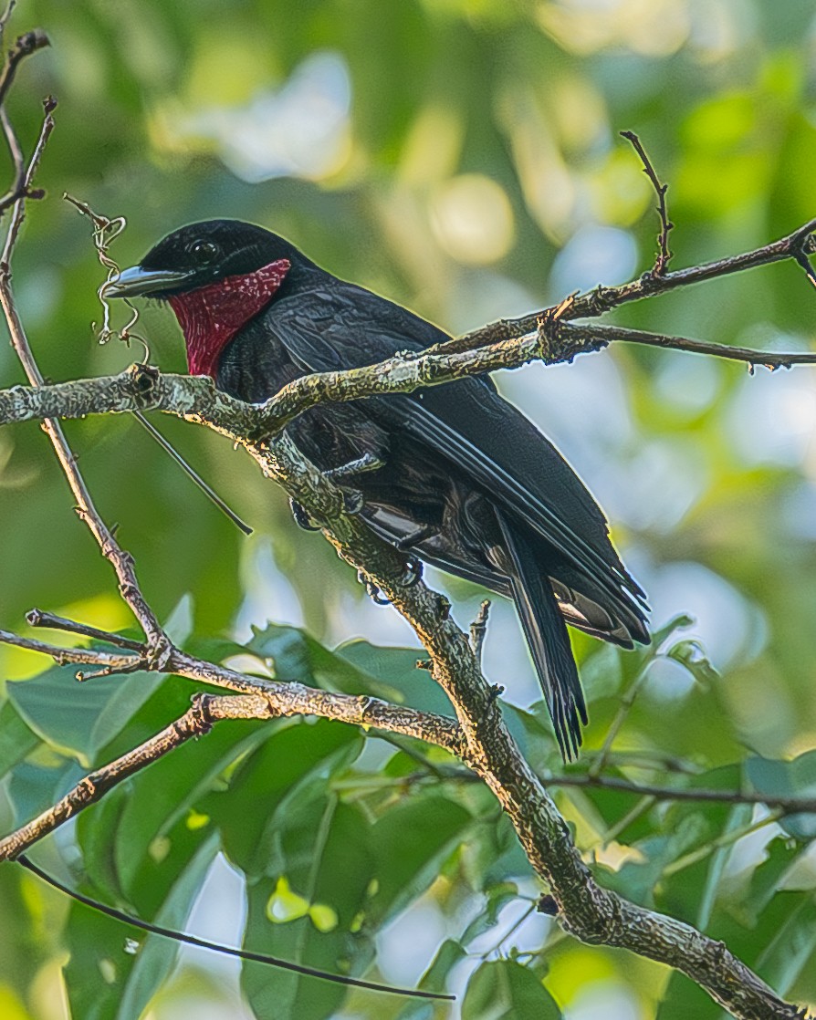 Purple-throated Fruitcrow - ML642483248