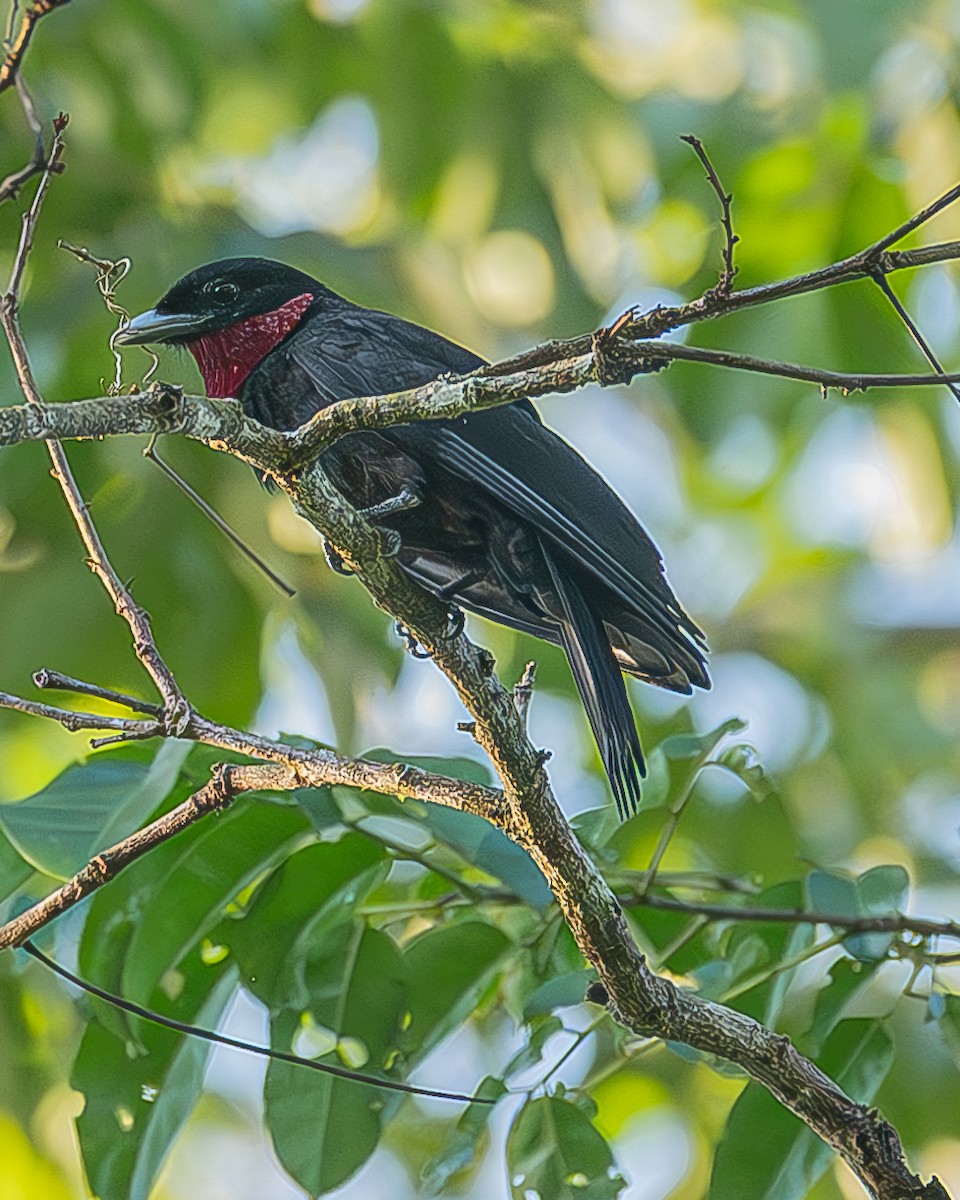 Purple-throated Fruitcrow - ML642483249