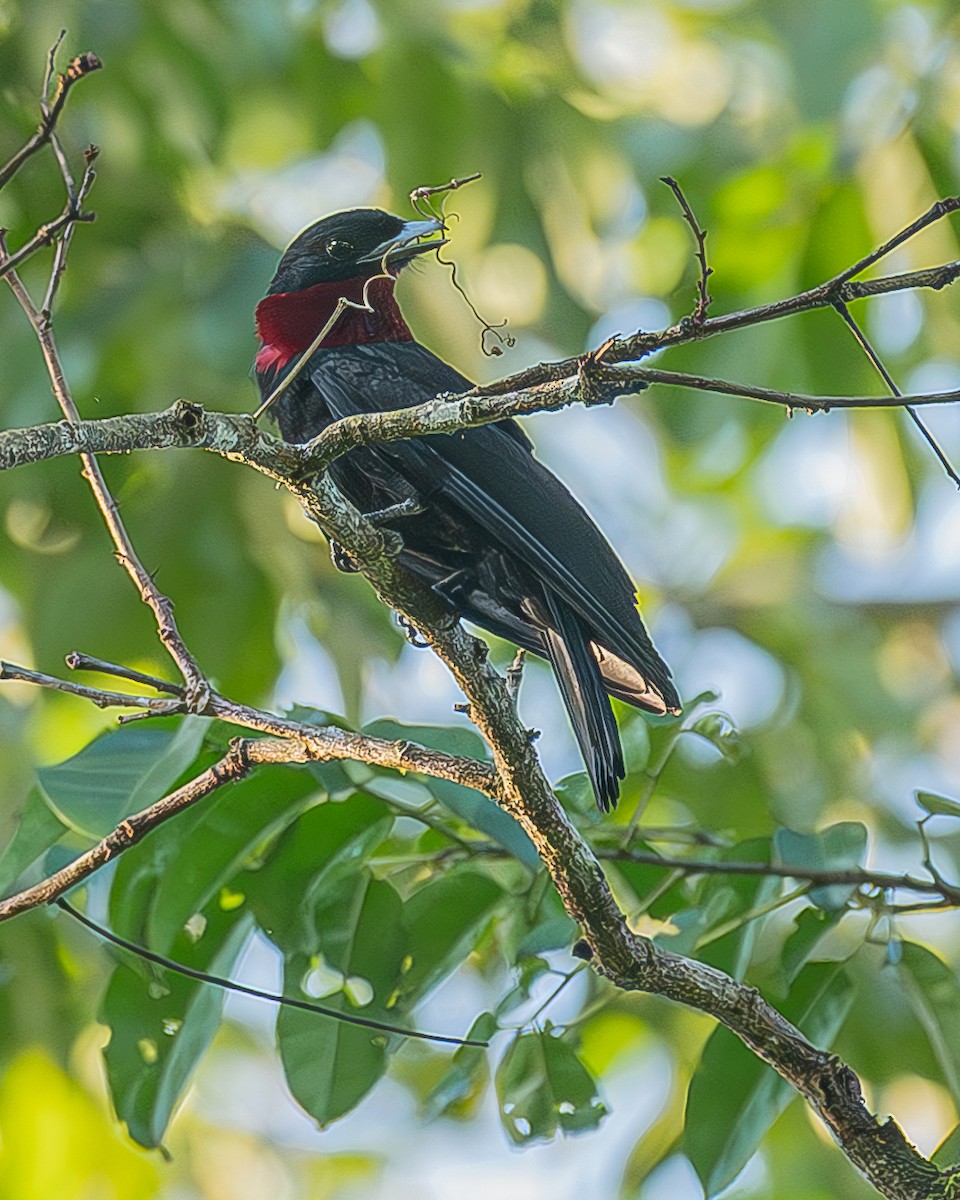 Purple-throated Fruitcrow - ML642483250