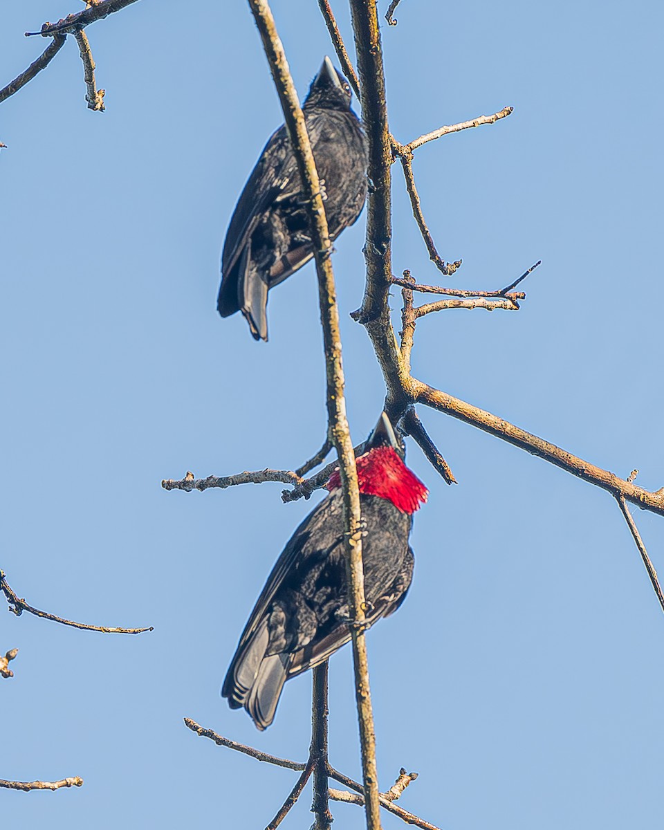 Purple-throated Fruitcrow - ML642483251