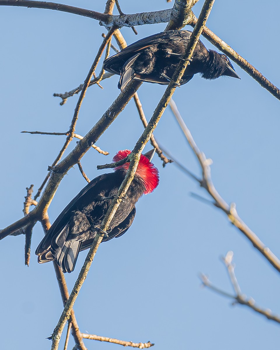 Purple-throated Fruitcrow - ML642483252