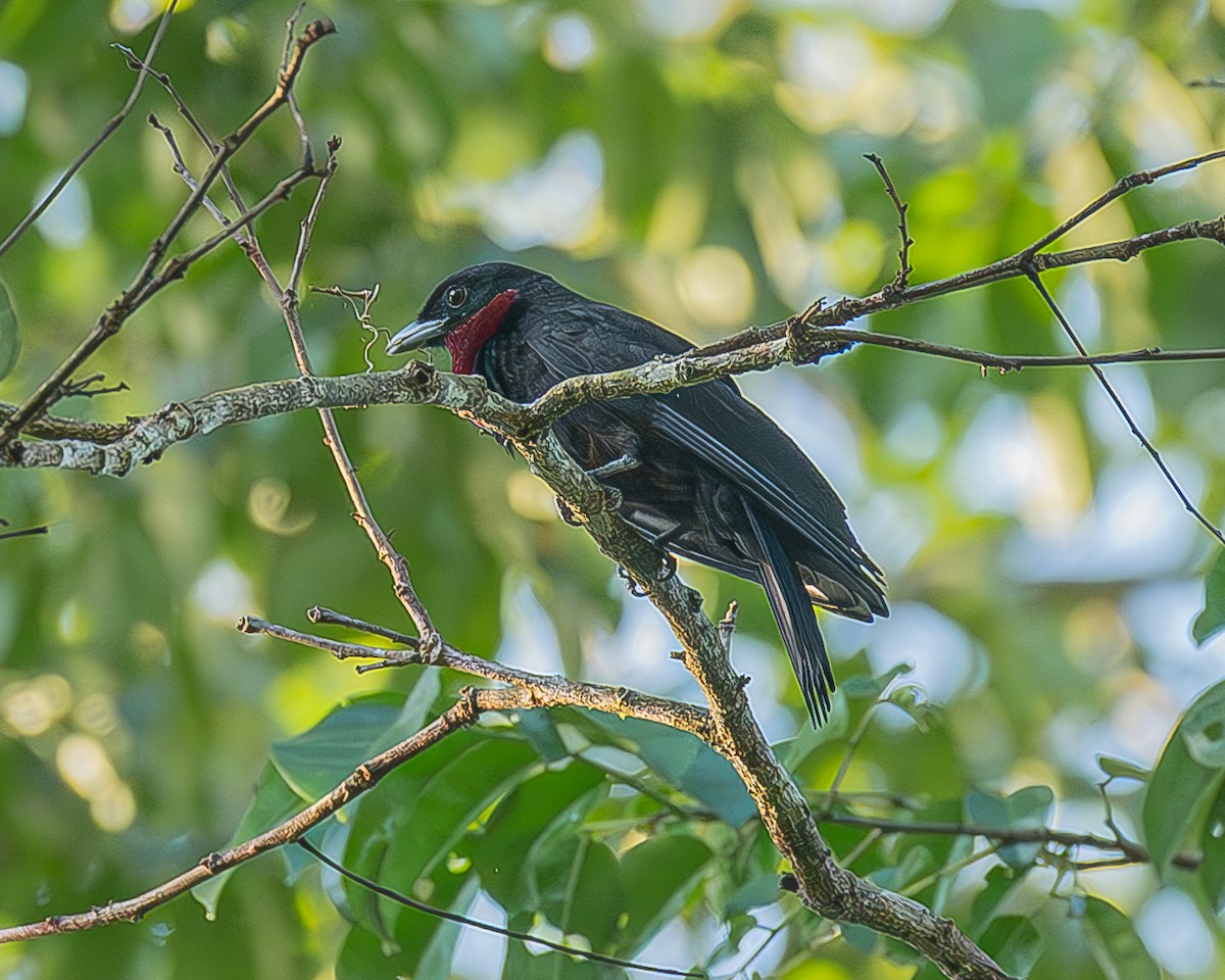 Purple-throated Fruitcrow - ML642483253