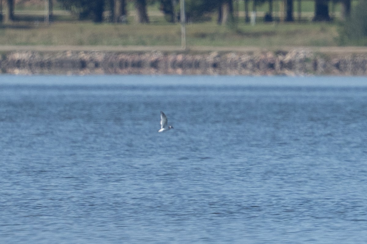 小鷗 - ML642483306