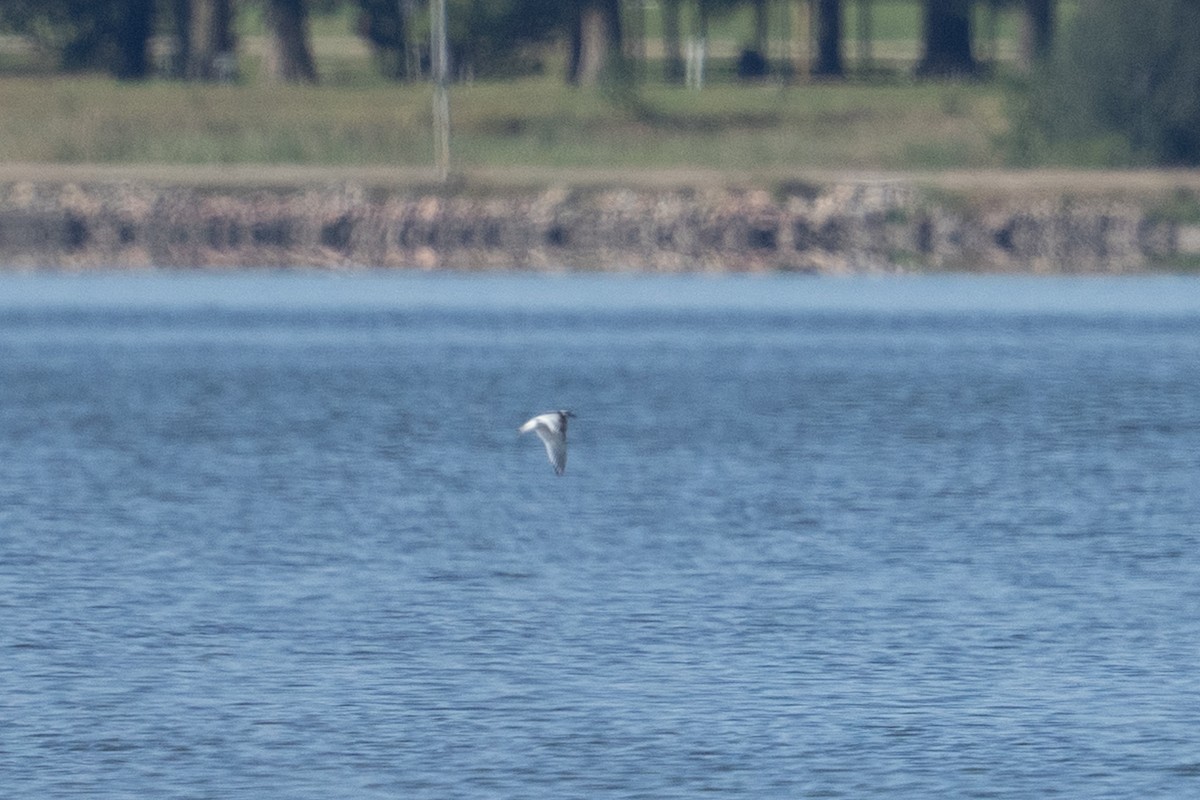 小鷗 - ML642483307