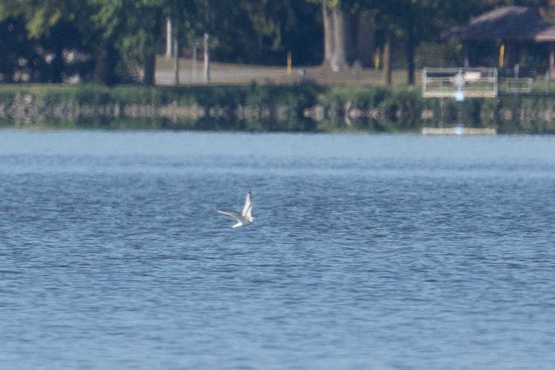 小鷗 - ML642483308