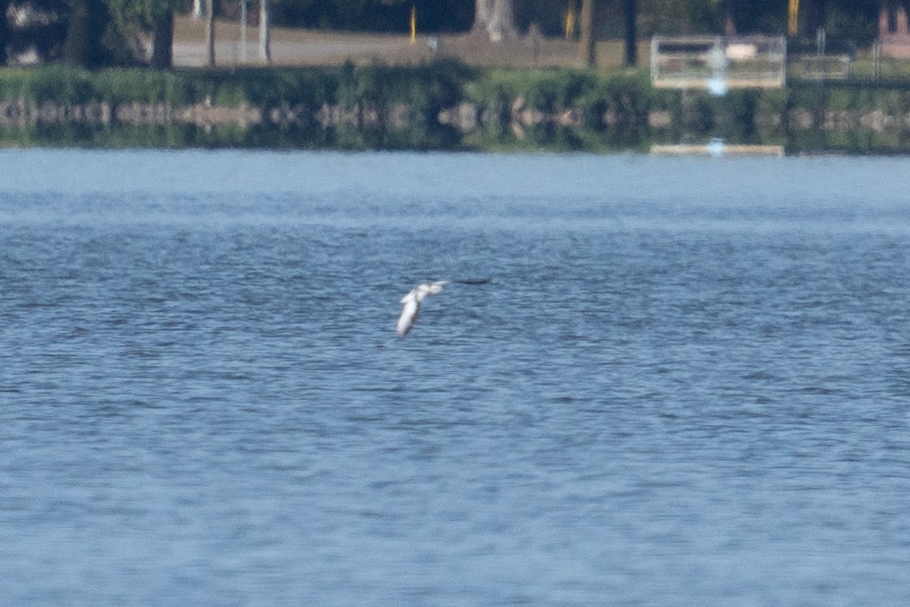 小鷗 - ML642483309