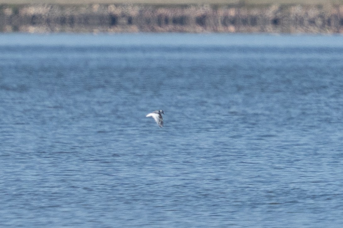 小鷗 - ML642483310