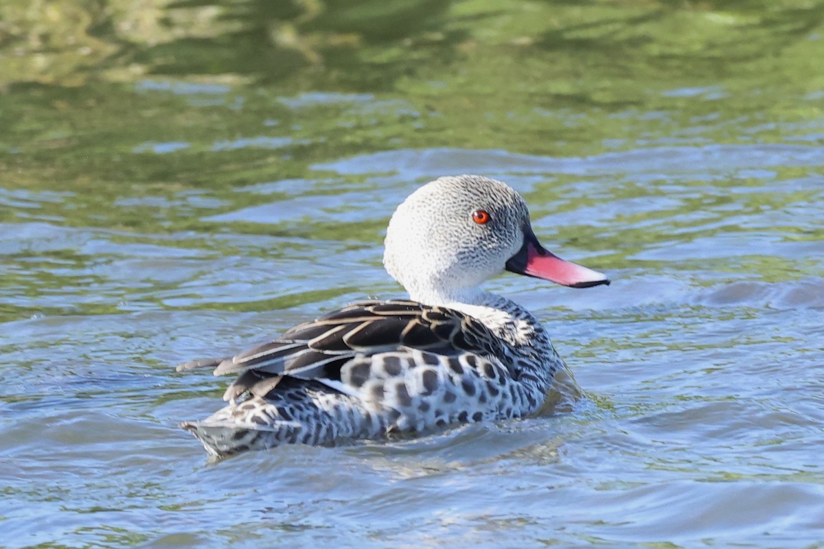 Cape Teal - ML642483333
