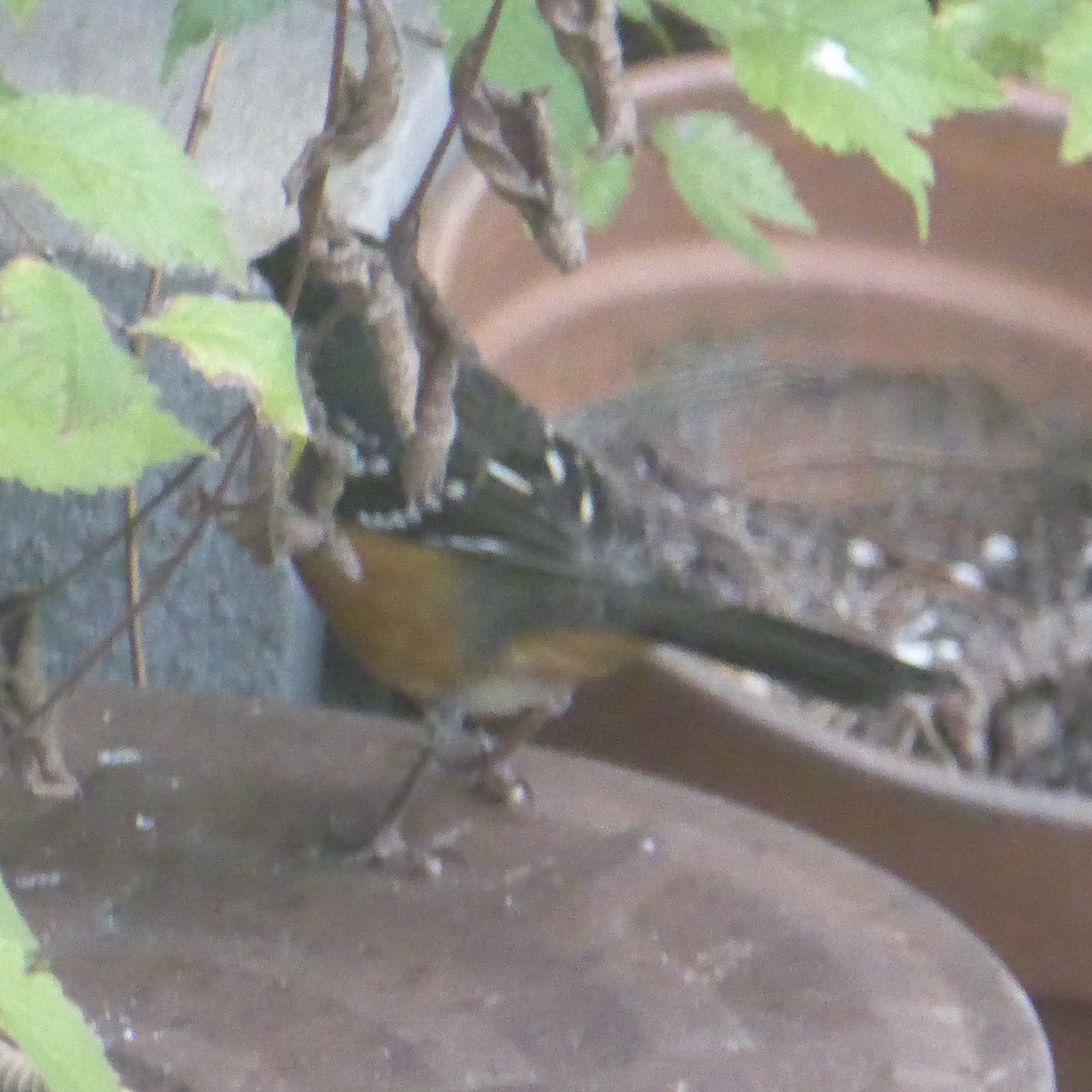 Spotted Towhee - ML642483335