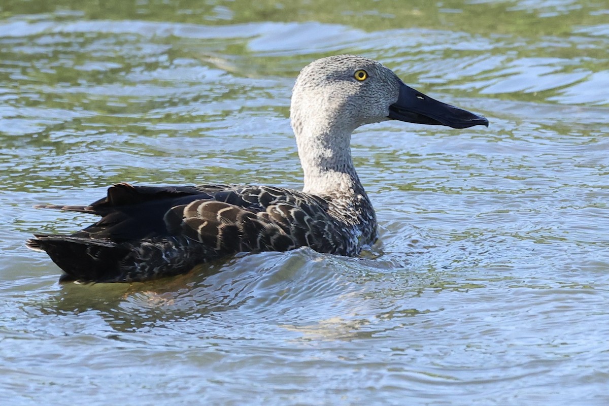 Cape Shoveler - ML642483346