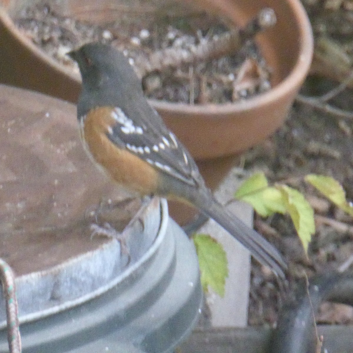 Spotted Towhee - ML642483352