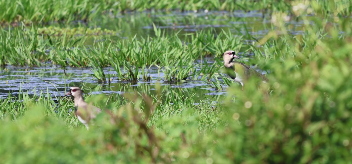 Southern Lapwing - ML642483371