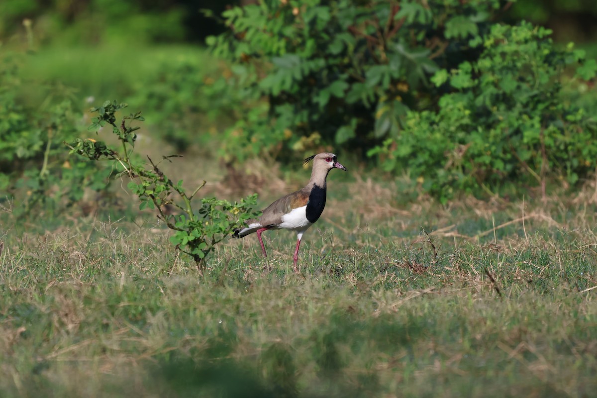Southern Lapwing - ML642483372