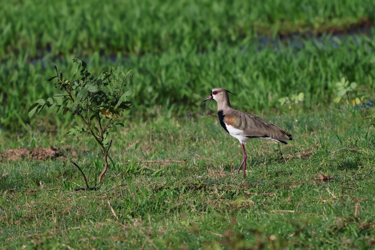 Southern Lapwing - ML642483373