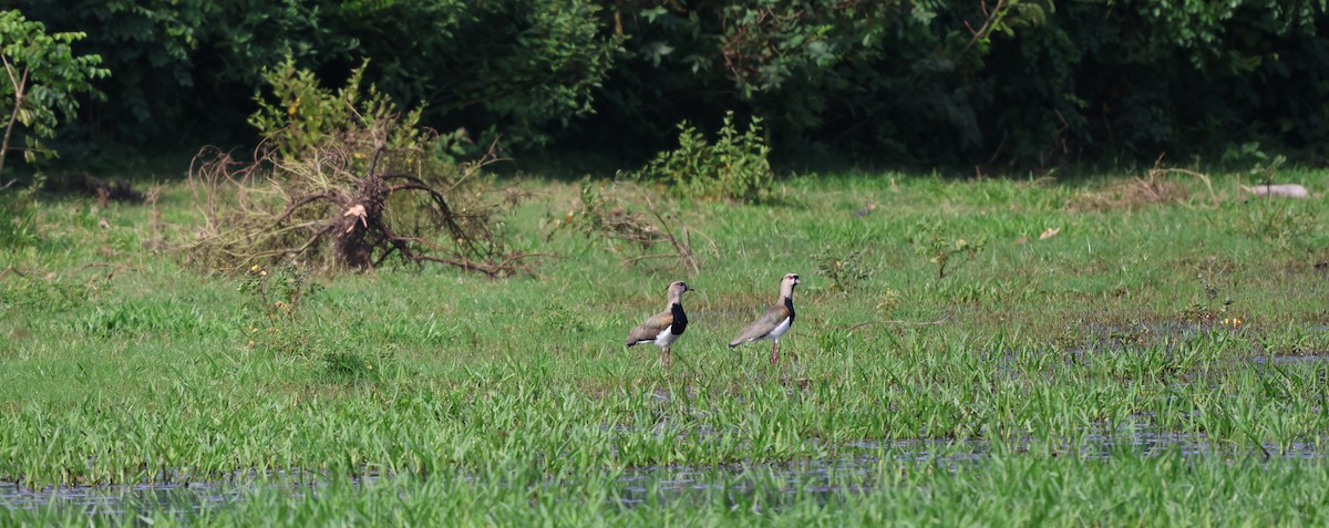 Southern Lapwing - ML642483374
