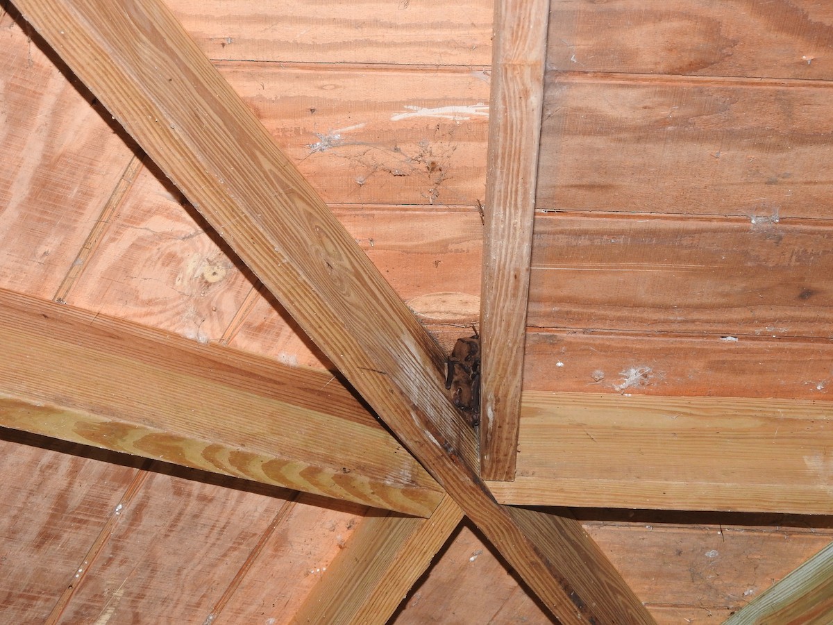 Animals - ML642483377