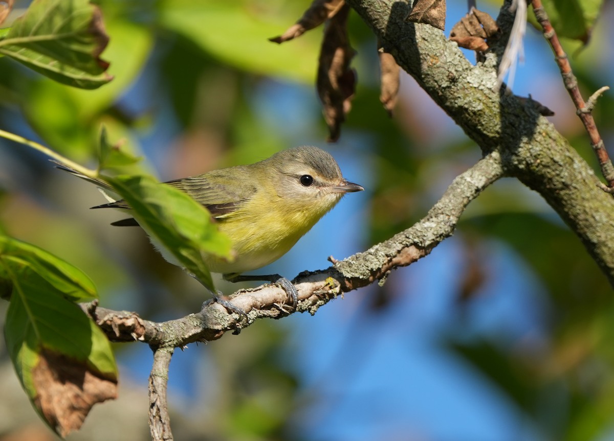 Philadelphiavireo - ML642483389