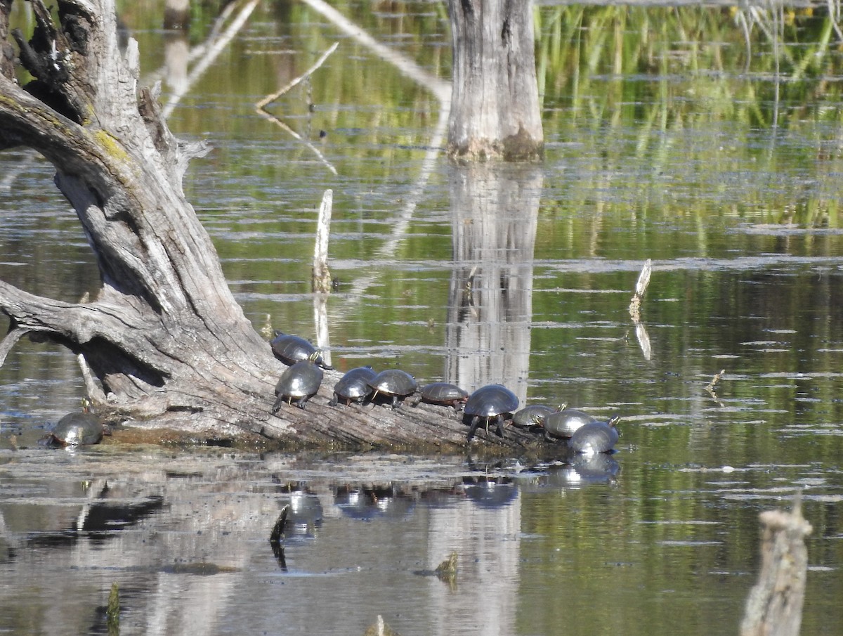 Animals - ML642483391