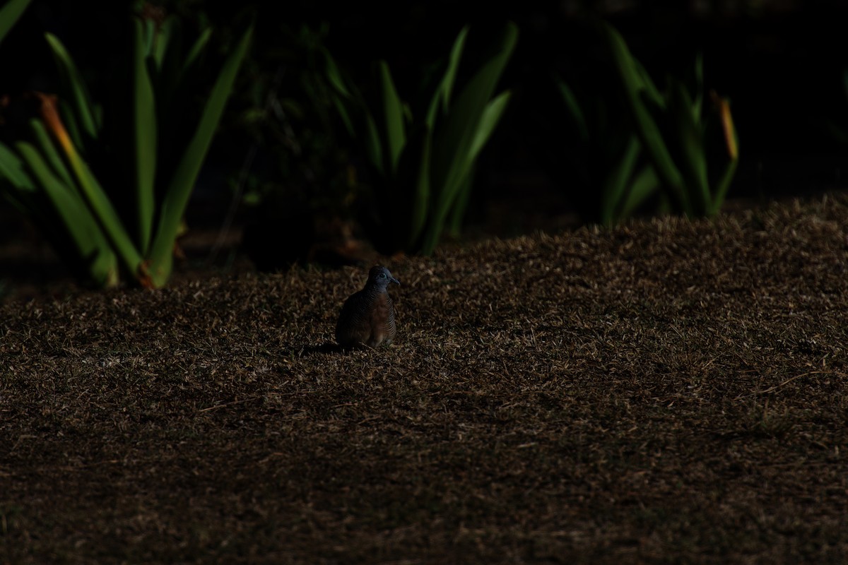 Zebra Dove - ML642483392