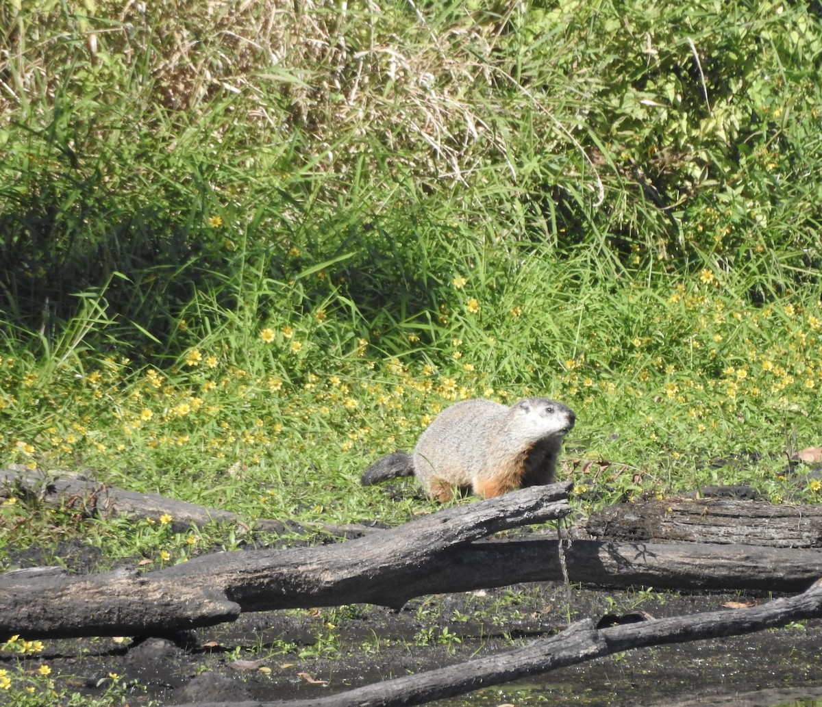 Animals - ML642483401