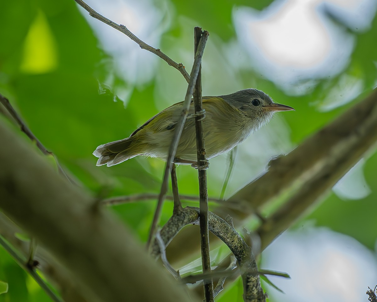 Lesser Greenlet - ML642483403