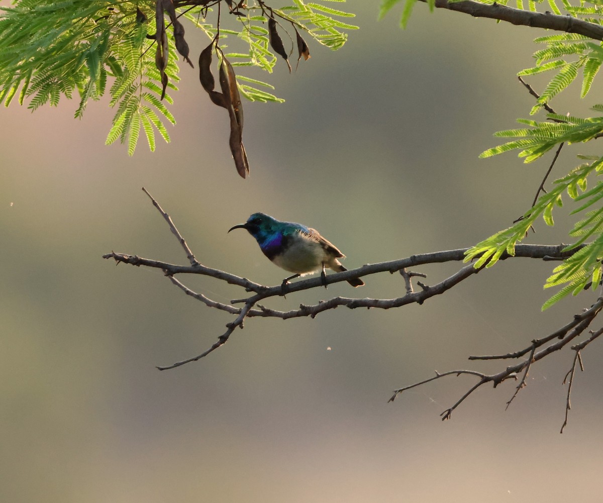 White-bellied Sunbird - ML642483440