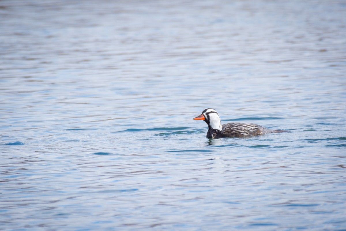 Torrent Duck - ML642483460