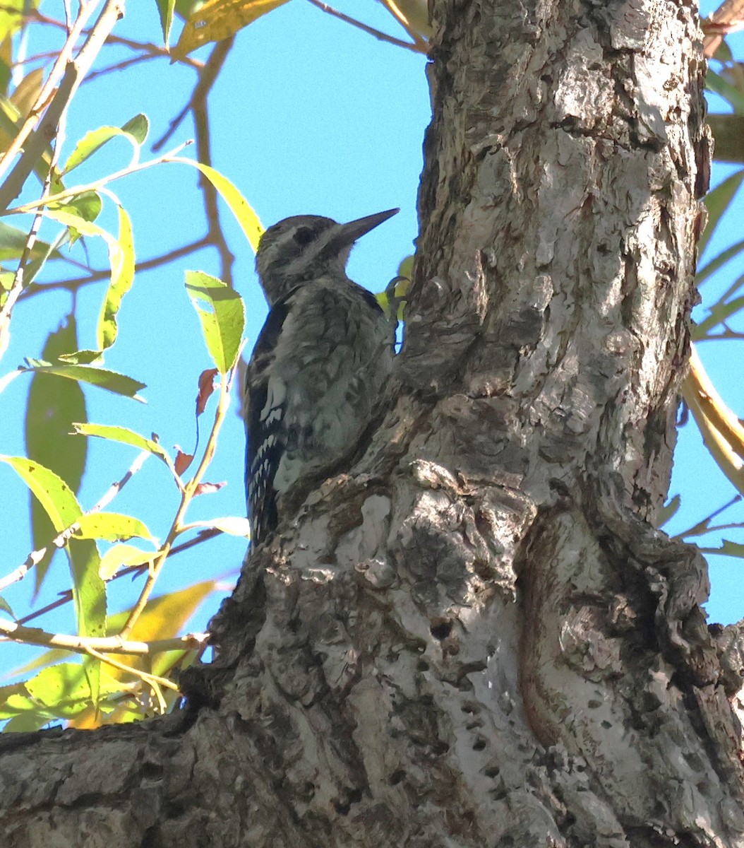 Yellow-bellied Sapsucker - ML642483506