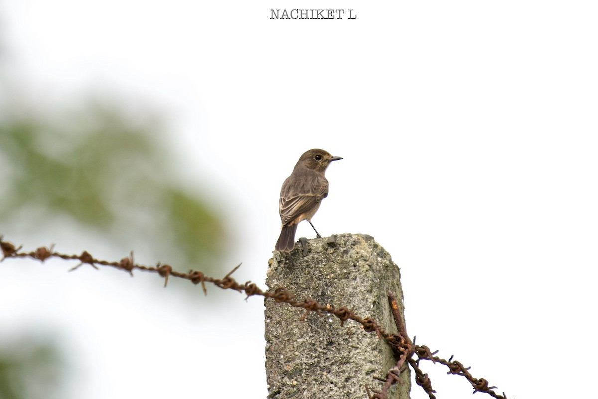 Pied Bushchat - ML642483510