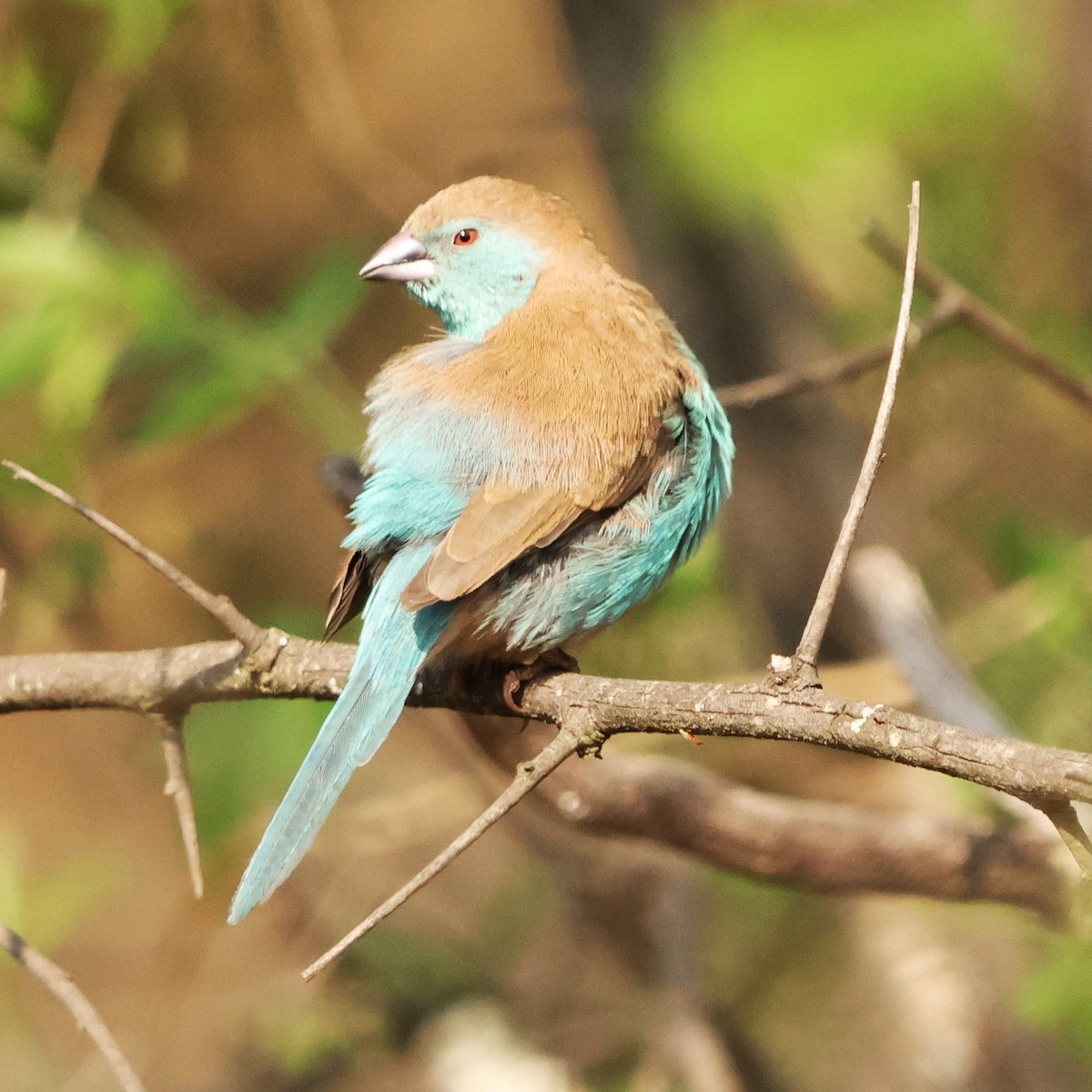 Southern Cordonbleu - ML642483521