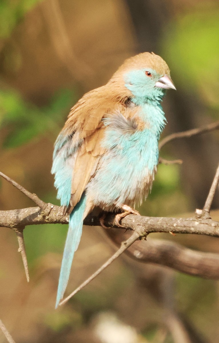 Southern Cordonbleu - ML642483522