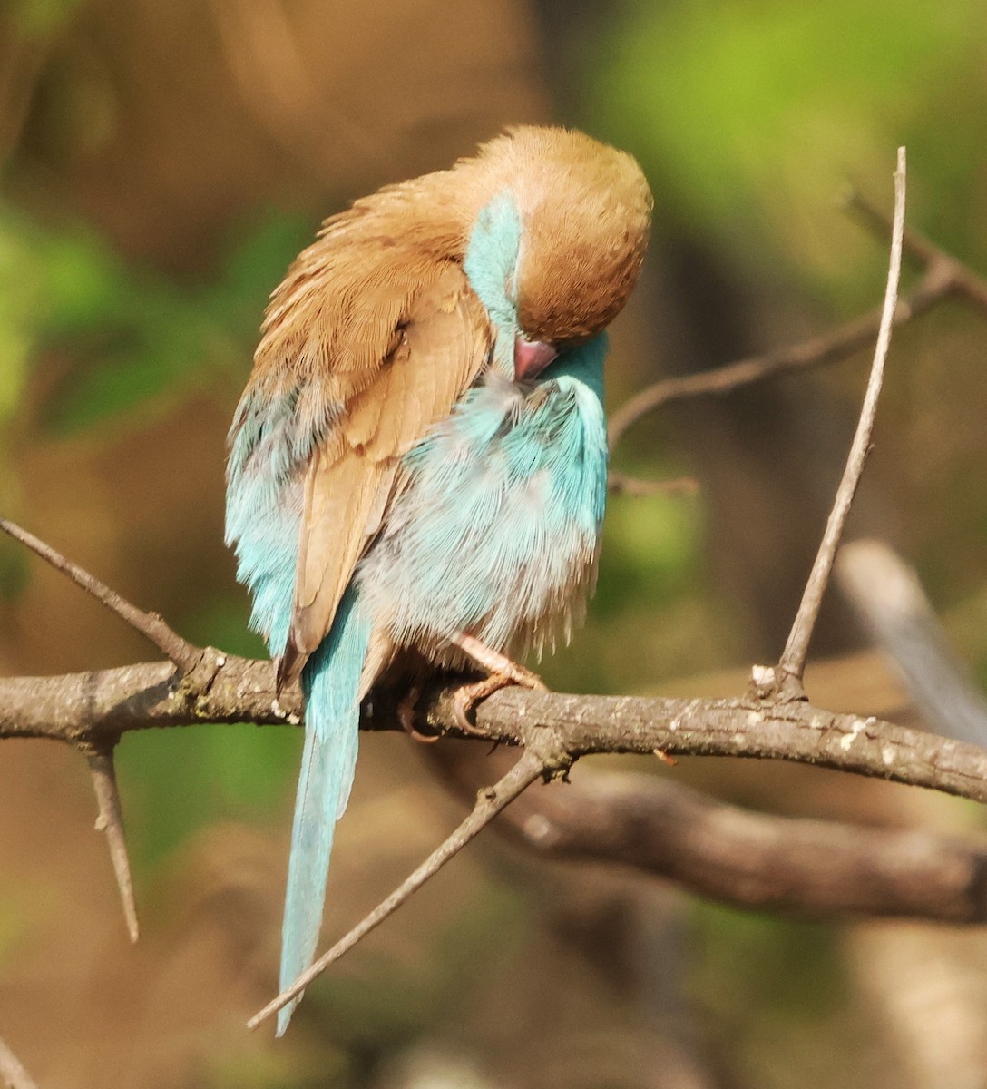 Southern Cordonbleu - ML642483523