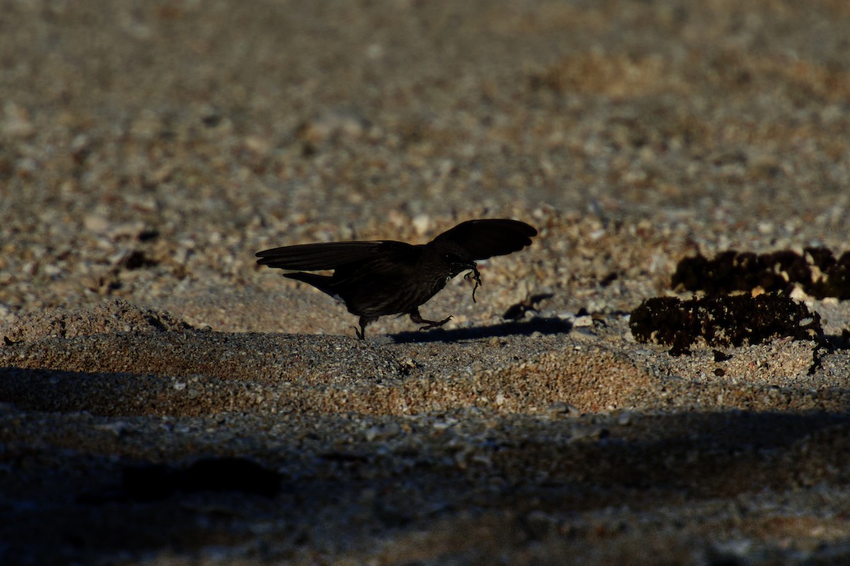 Mascarene Martin - ML642483529