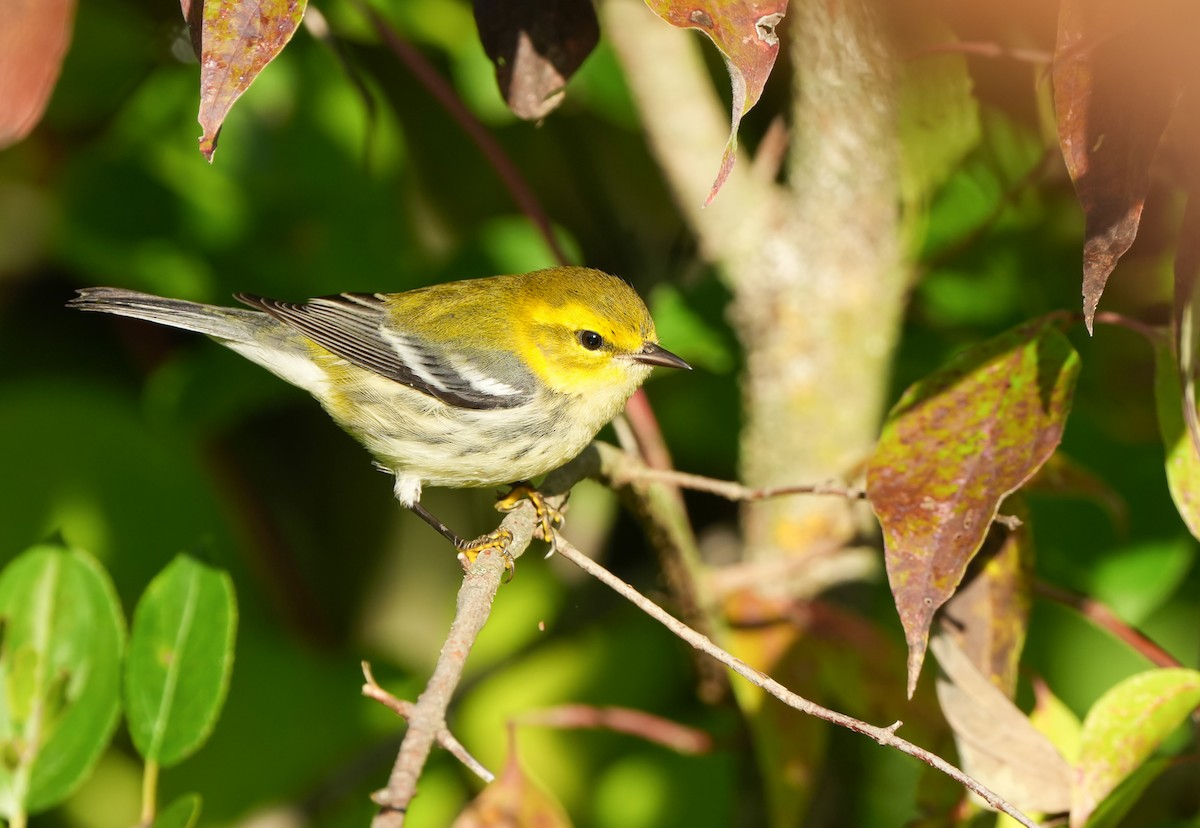 Grünmantel-Waldsänger - ML642483530