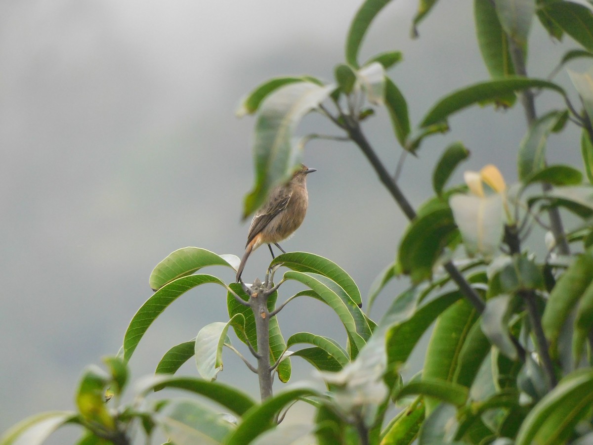 bramborníček černobílý - ML642483533