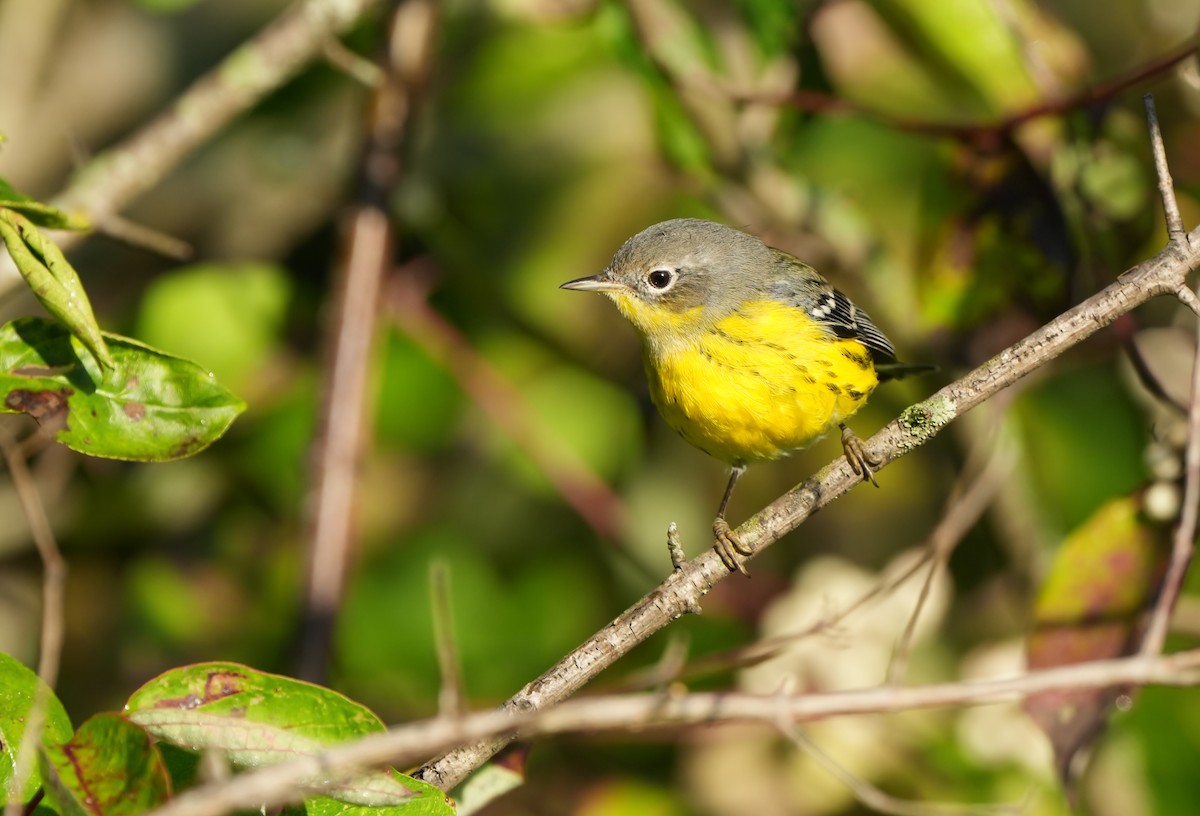 Magnolienwaldsänger - ML642483565