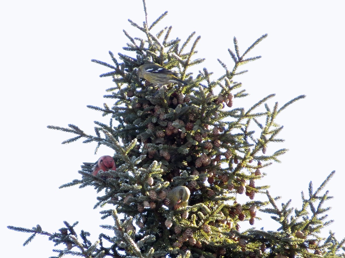 Bindenkreuzschnabel - ML642483566