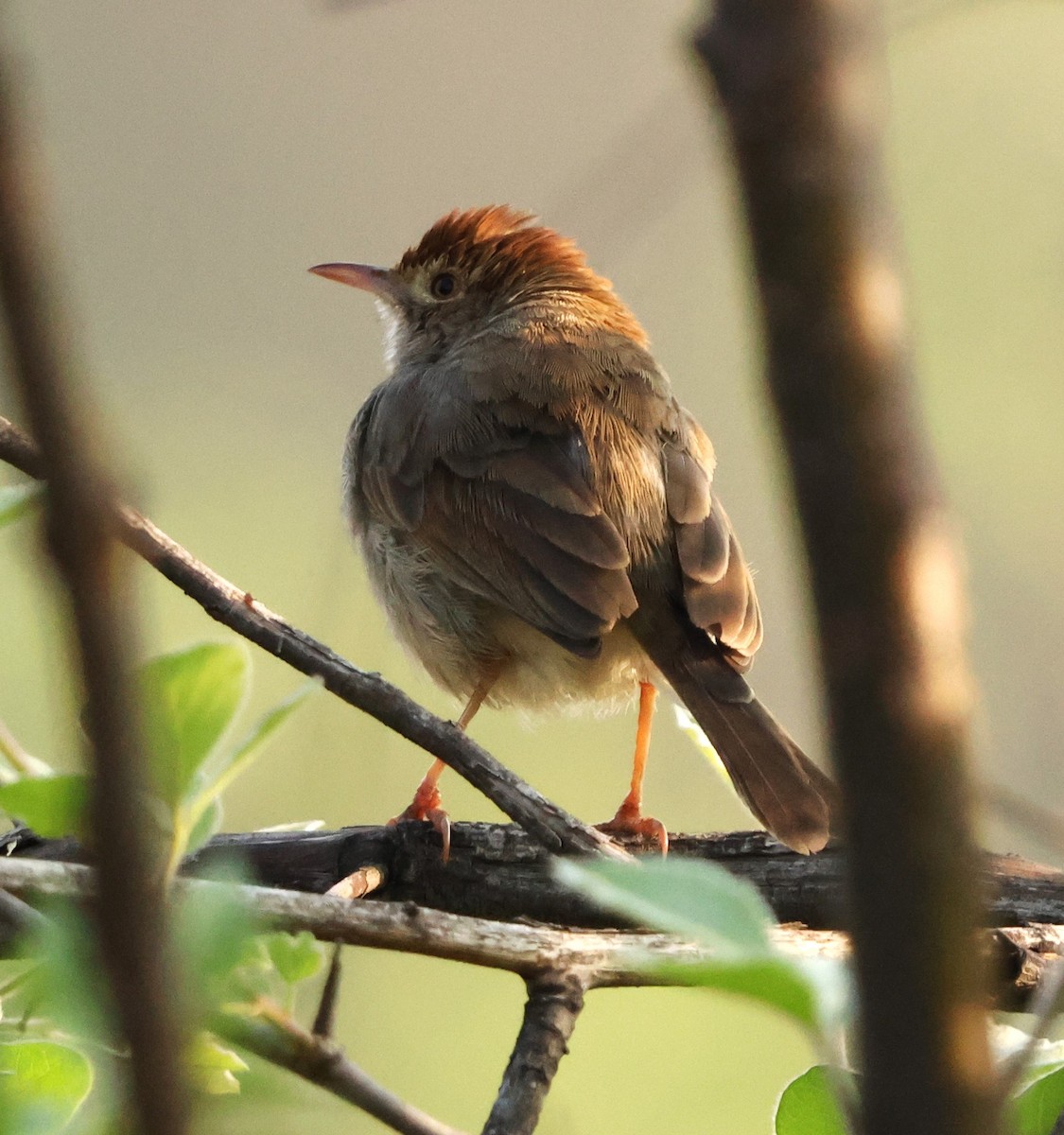 Piping Cisticola - ML642483591