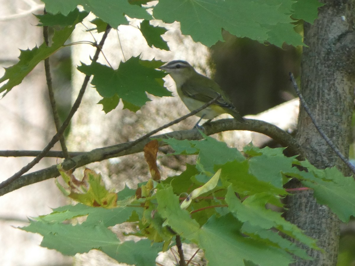 アカメモズモドキ - ML642483598