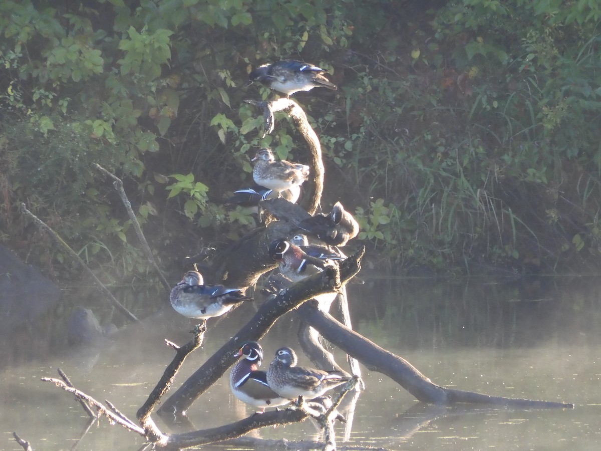 Wood Duck - ML642483612